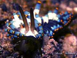 Trinchesia yamasui in Anilao.  G9/DS160/UCL165. by Richard Witmer 